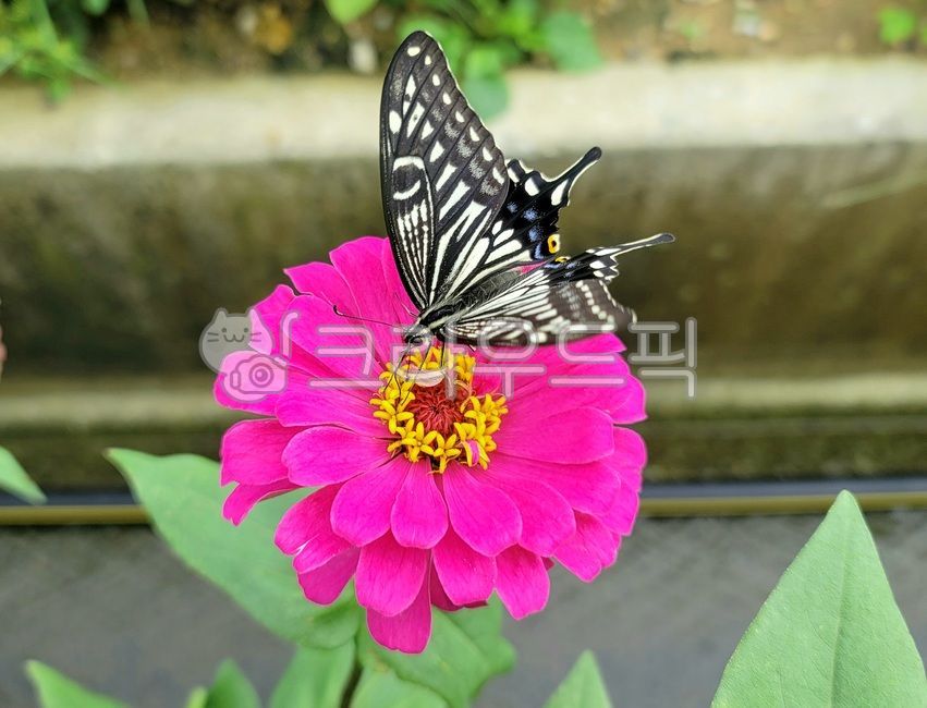 가을꽃,꽃,식물,백일홍,호랑나비,분홍색꽃,가을풍경,감성사진,곤충,plant,flower,blossom