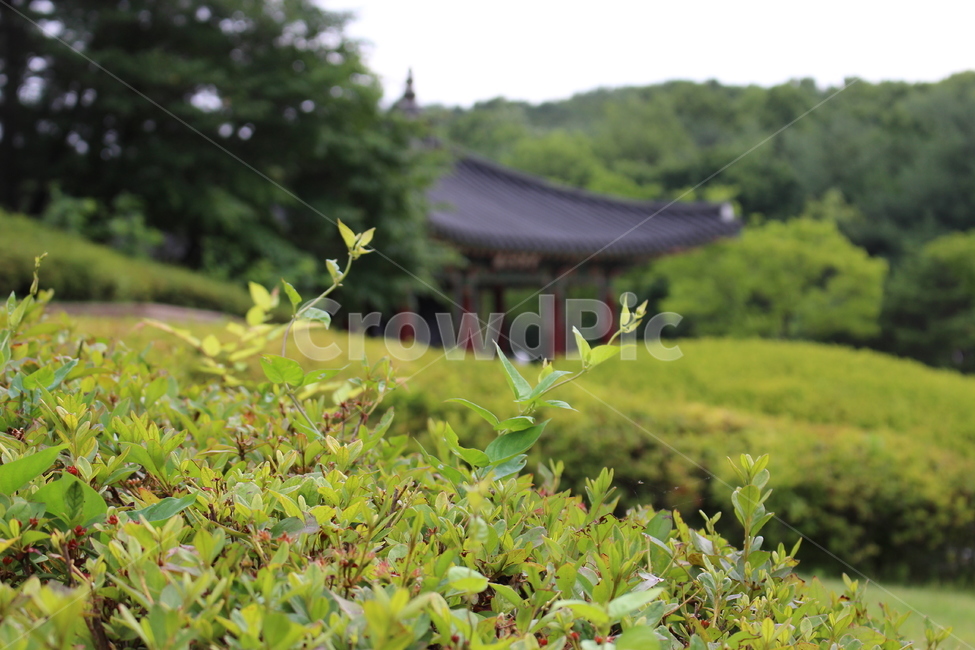 옥외,자연,외출,풍경,nature,식물,자연,plants,nature