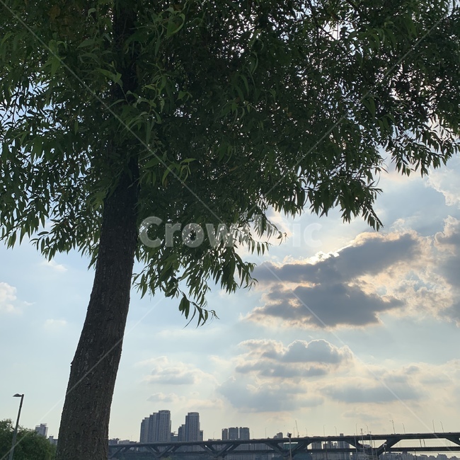 구름,나무,자연,하늘,cloud,tree,sky