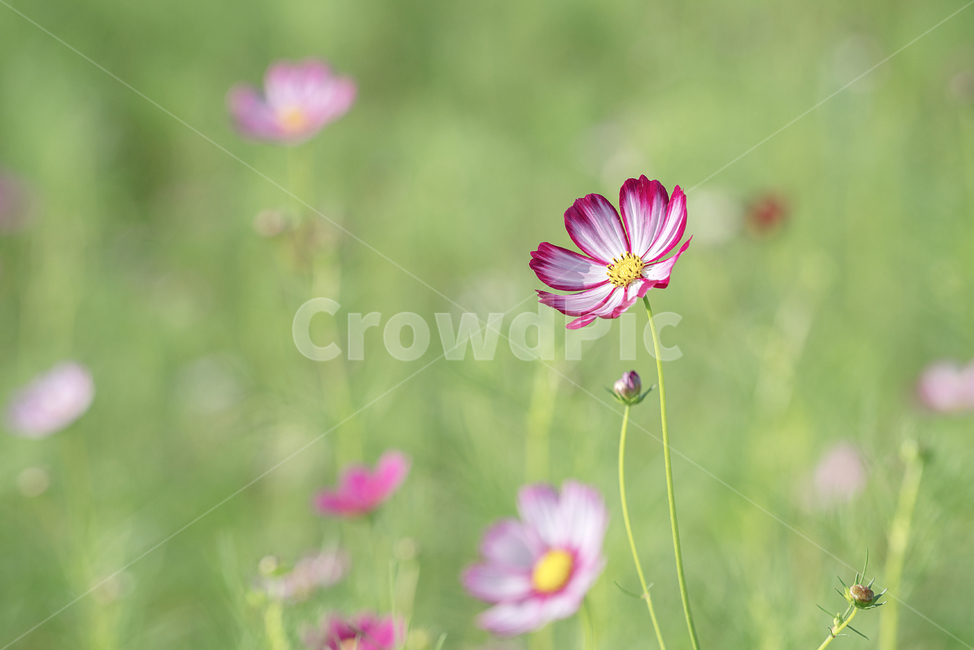 plant,식물,꽃,flower,코스모스,가을,계절,fall,autumn,season,식물,자연,plants,nature,꽃,flower,geranium,제라늄,blossom