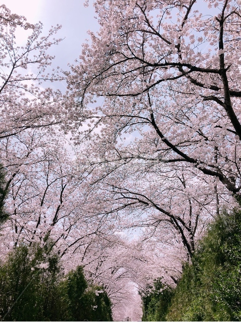 계절,봄,벗꽃,자연,핑크,pink,cherryblossom,flower,flowers