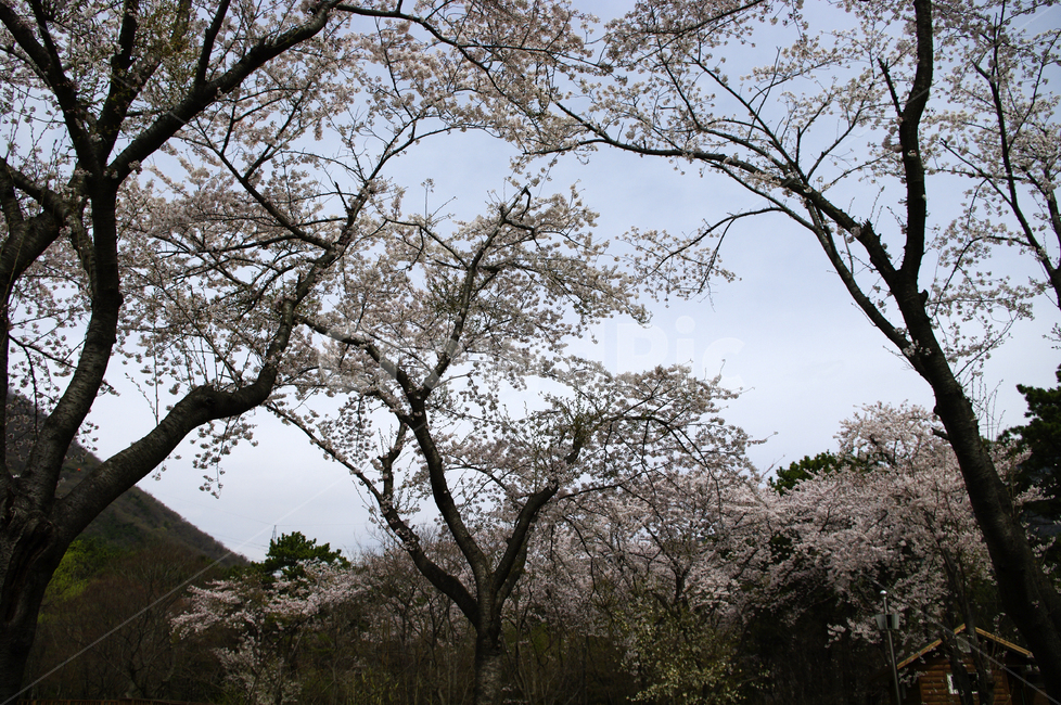 나무,식물,꽃,봄,벚꽃나무,풍경,봄,계절,spring,season,식물,자연,plants,nature,나무,trees,wood,tree,tree trunk,나무 줄기,plant