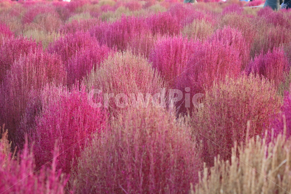 댑싸리,꽃댑싸리,식물,자연,대싸리,가을,가을,계절,fall,autumn,season