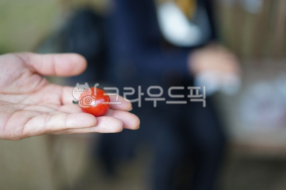 finger,Cherry tomato,color,snack,Biology,vegetable,food,Red,red,healthy food,plant