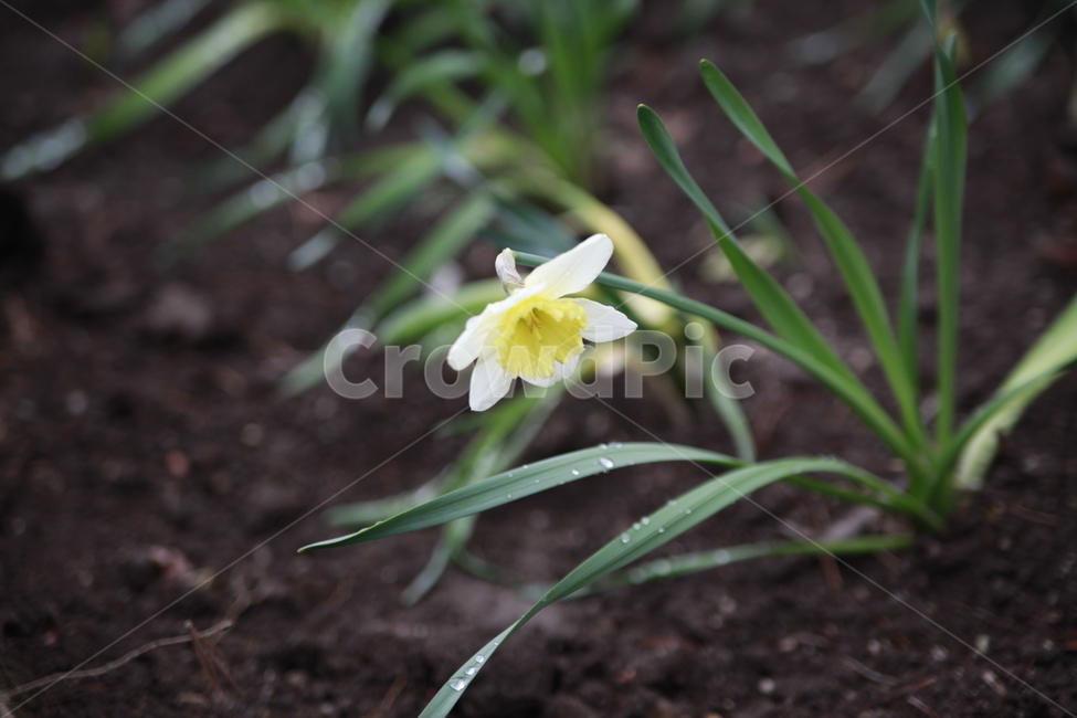 흰꽃,식물,흙,화단,이슬,봄,식물,자연,plants,nature,꽃,flower