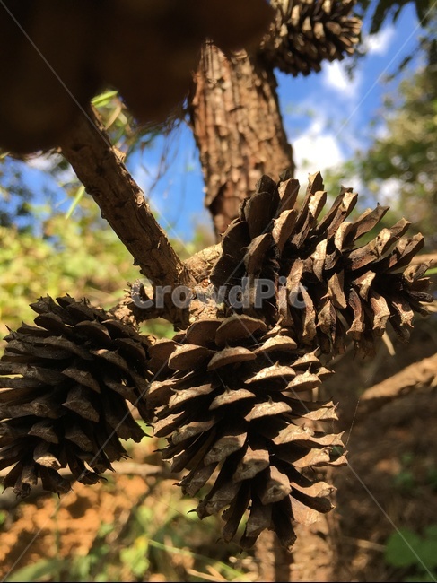 tree,나무,plant,식물,솔방울,소나무,산,자연