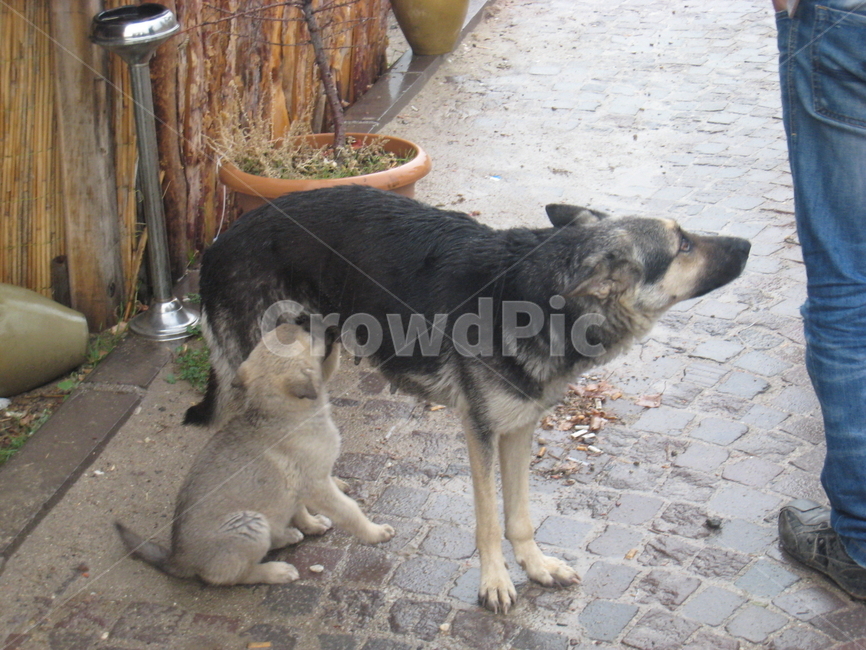 dog,개,포유류,animal,baby,젖먹이,사랑,모자
