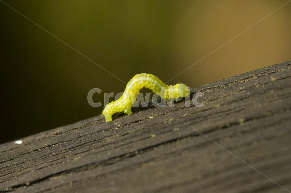 애벌레,유충,동물,꿈틀이,벌레,동물,animal,곤충,벌레,insect,bug