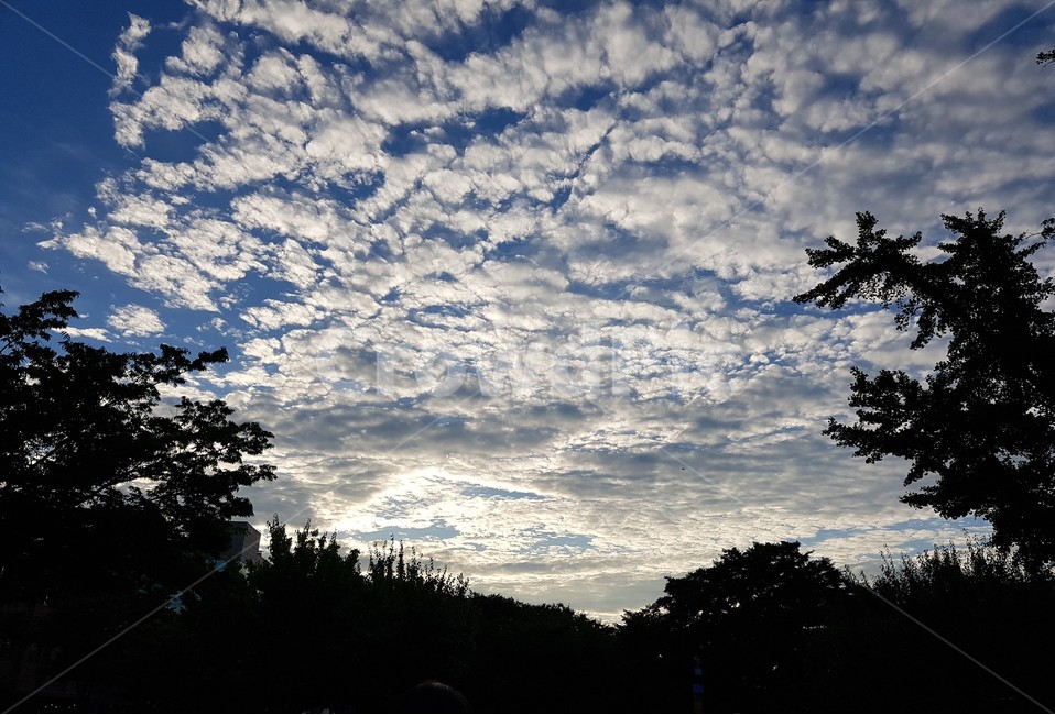 자연,nature,sky,하늘,실루엣,날씨,silhouette,weather,옥외,outdoors,tree,나무