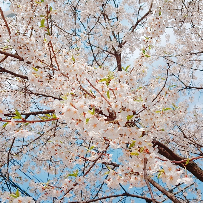 벚꽃,봄,청량,분홍,하늘