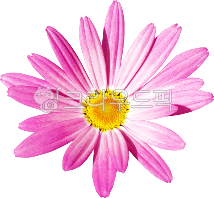목마가렛,데이지,꽃,꽃잎,국화,캐모마일,marguerite,margueritedaisy,parisdaisy,argyranthemumfrutescens,daisy,flower,petal,chrysanthemum,chamomile,분홍색,핑크,pink