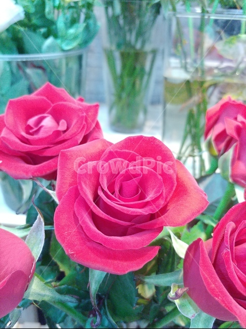 장미,식물,꽃,flower,rose
