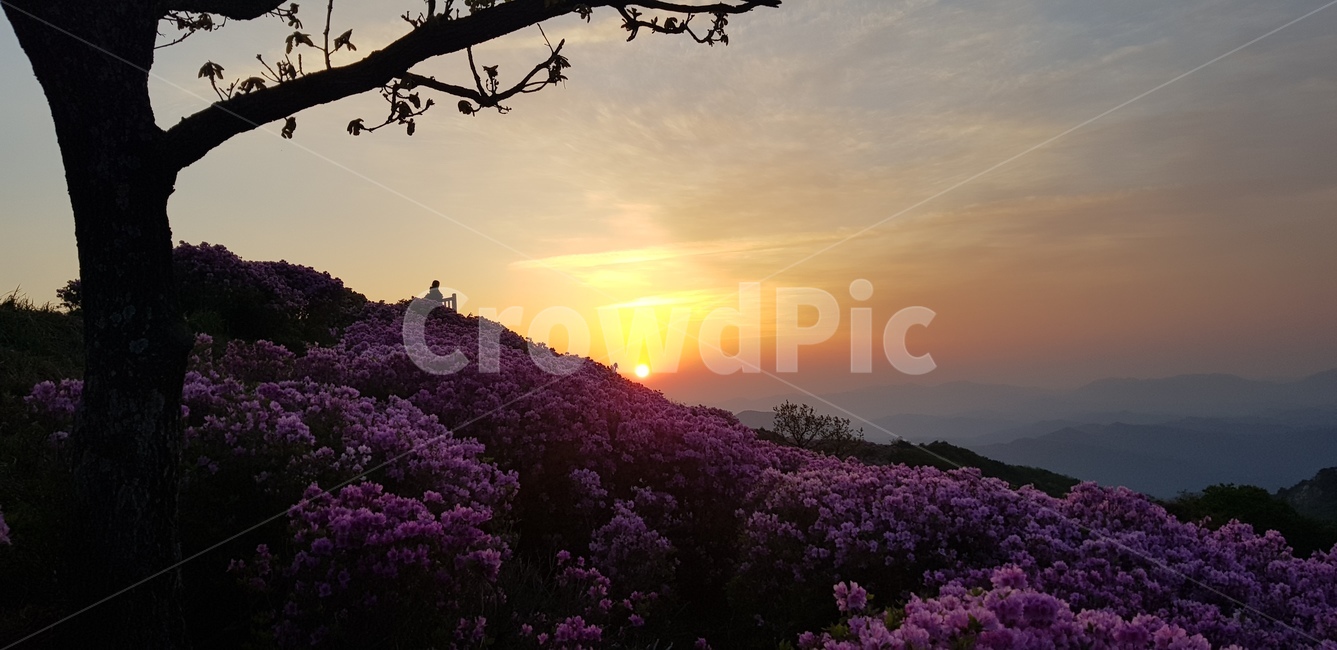 천주산,진달래,천주산진다래,천주산봄,나무,노을,봄,봄꽃,분홍꽃,꽃밭,앙상한가지