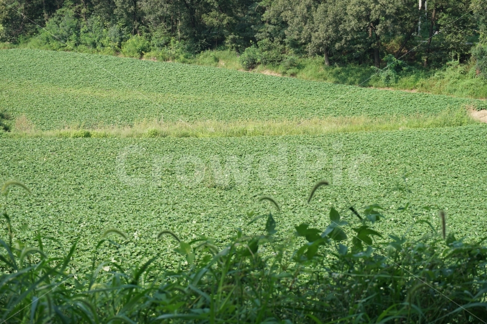 밭,강아지풀,초록,풀,시골,고구마밭,자연,풍경,nature,landscape,시골,마을,country,rural,town,outdoors,옥외,field,들,농촌,farm,농장,grassland,목초지