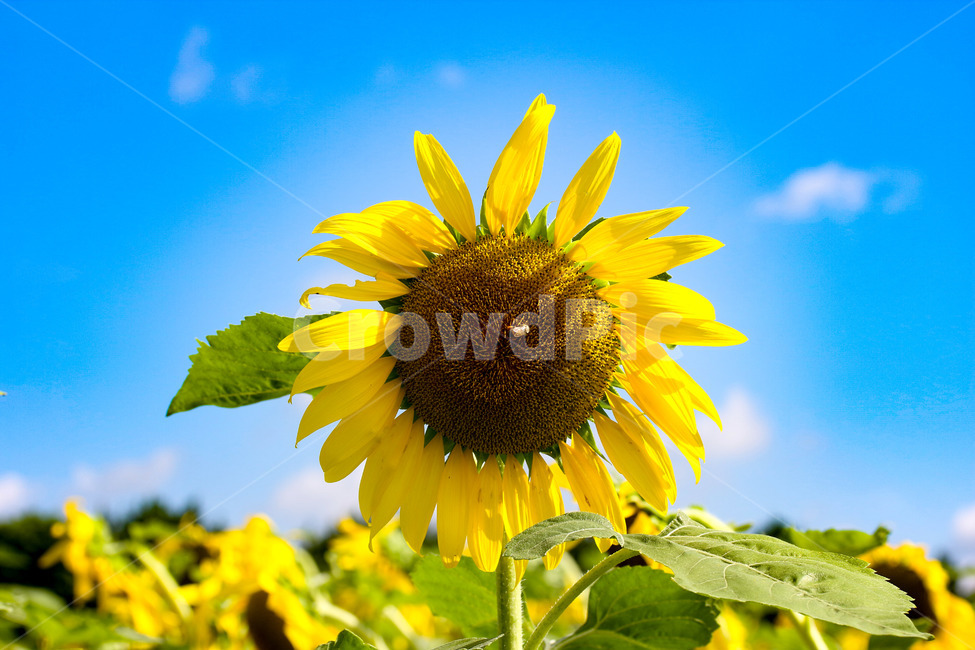 벌,해바라기,꽃,하늘과꽃,접사,식물,자연,plants,nature,꽃,flower