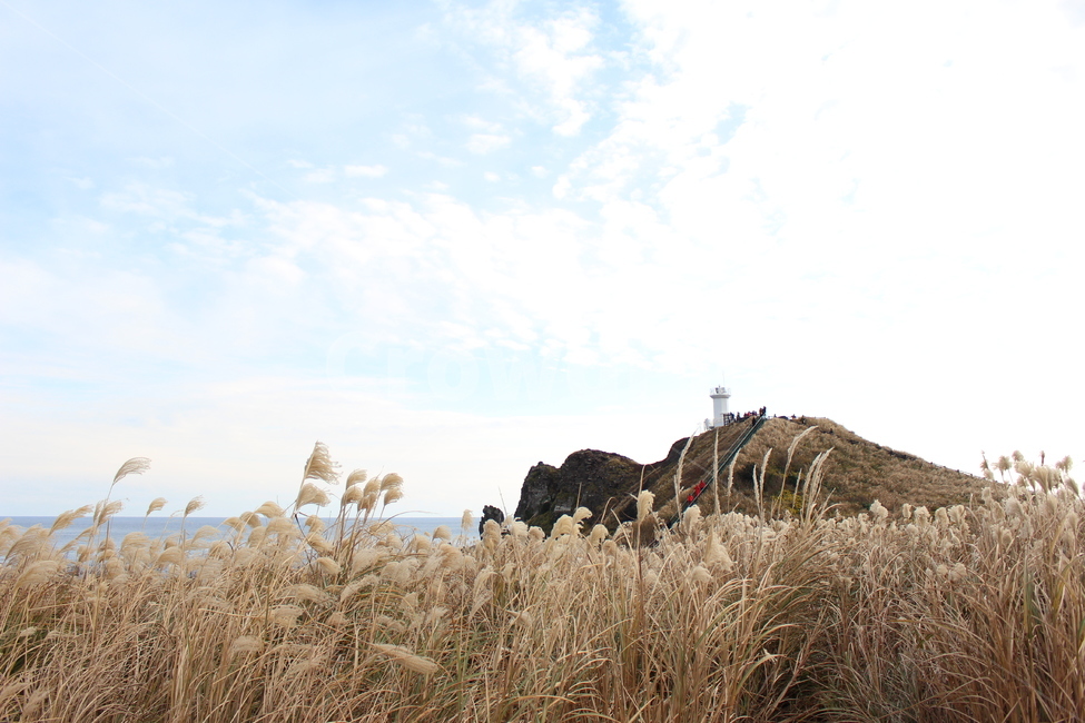 제주,억새,갈대,섭지코지,자연,jeju,가을,계절,fall,autumn,season,제주도,jeju,jeju island,plant,식물,grass,잔디