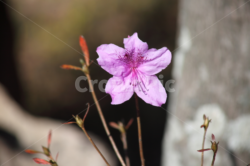 진달래,꽃,식물,두견화,koreanrosebay,식물,자연,plants,nature,꽃,flower