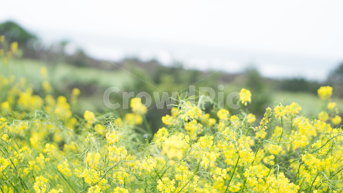 유채꽃,꽃밭,자연,풍경,꽃,식물,nature,봄,계절,spring,season,식물,자연,plants,nature,꽃,flower