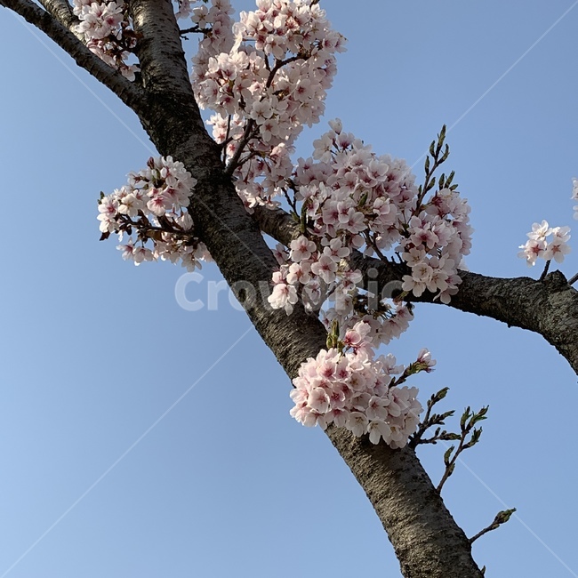 blossom,꽃,벚꽃,봄,spring,flower,plant,식물