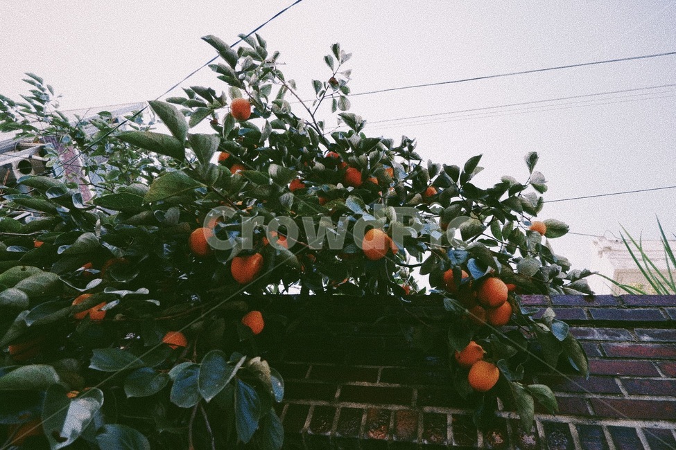 과일,감,감나무,나무,열매,plant,식물