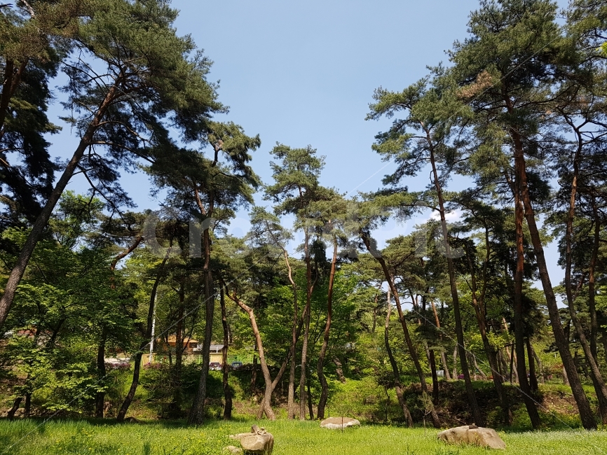 봄,소나무,나무,맑음,하늘,자연,녹색,초록,spring,pine,sunny,sky,nature,숲,forest,green,tree,자연,풍경,nature,landscape,plant,식물,fir,전나무