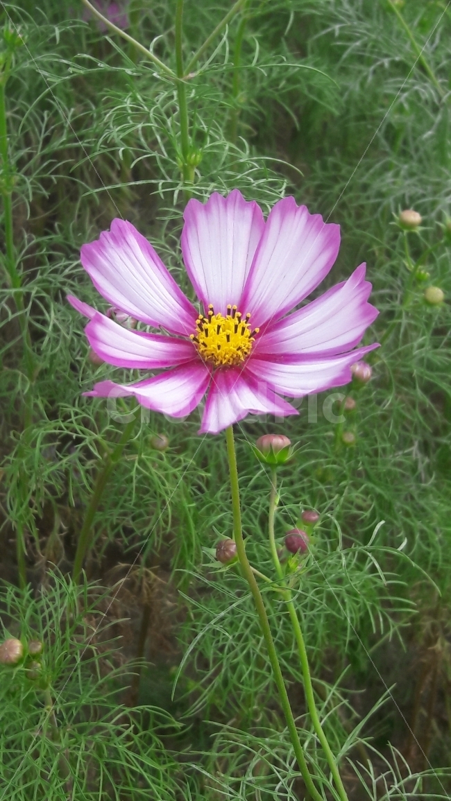 꽃,코스모스,초록,분홍,봉우리,가을,계절,fall,autumn,season,식물,자연,plants,nature,꽃,flower,plant