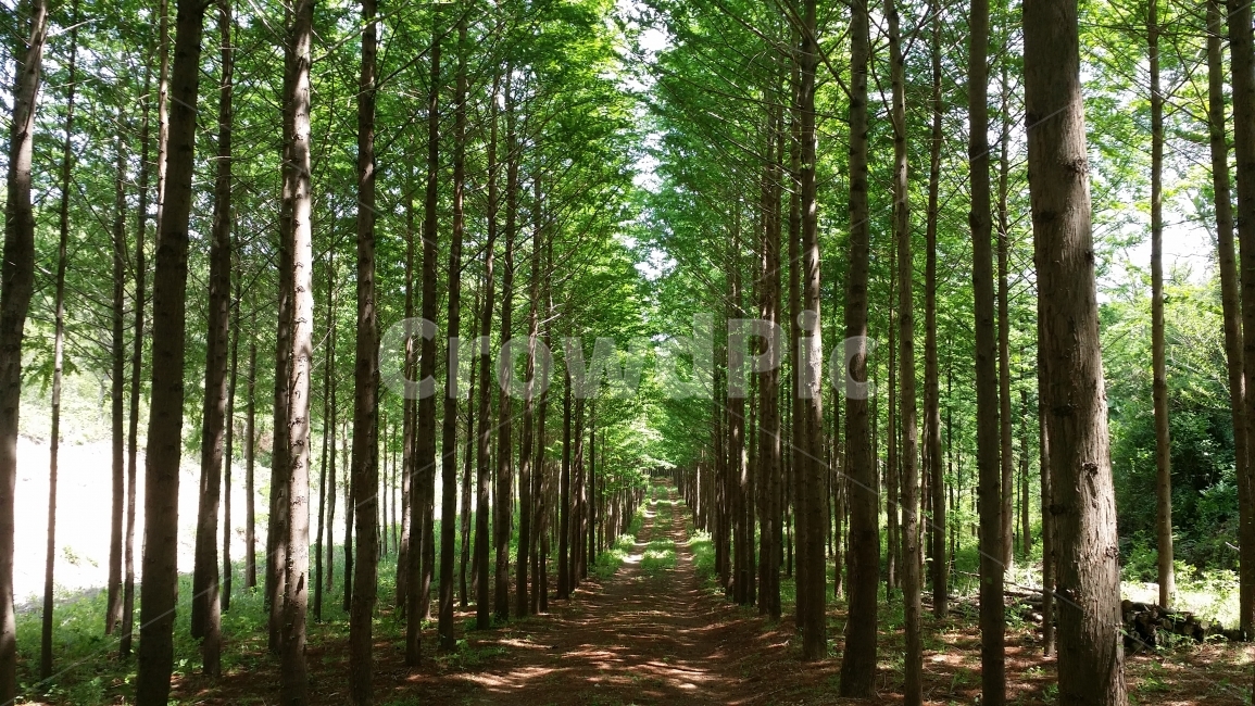 숲,자연,힐링,풍경,감성,감성사진,자연풍경,나무,야외,산,숲속,자연,풍경,nature,landscape,식물,plants,나무,trees,wood,휴식,힐링,rest,relaxation,healing,plant,tree,path,통로