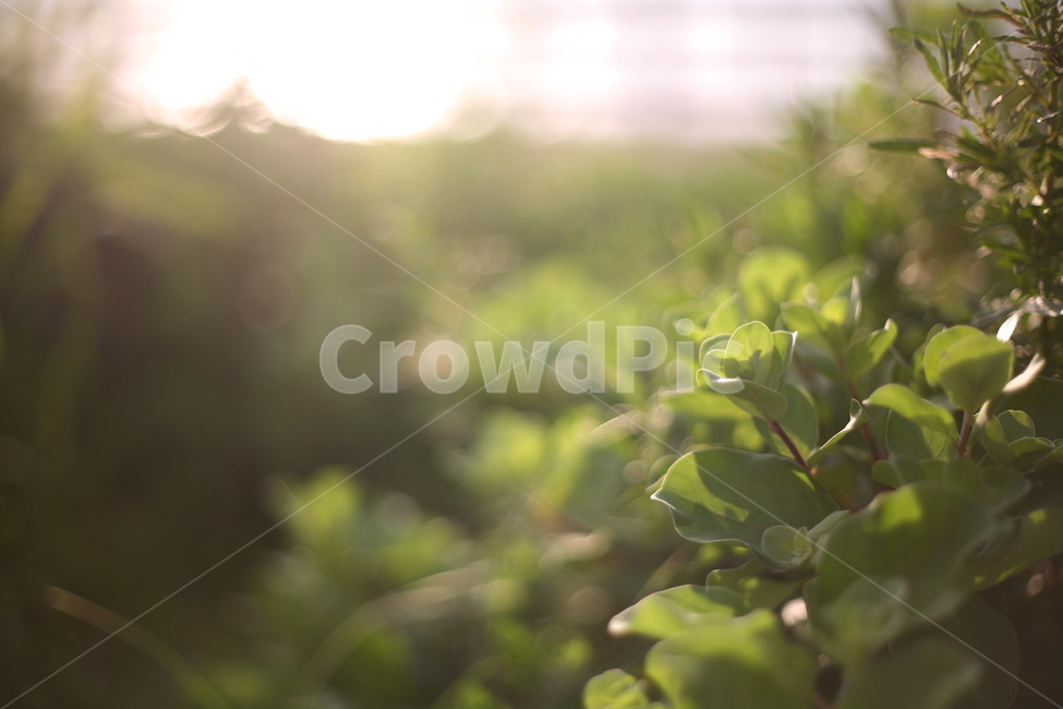 plant,식물,빛,flame,자연,풍경,식물,자연,plants,nature