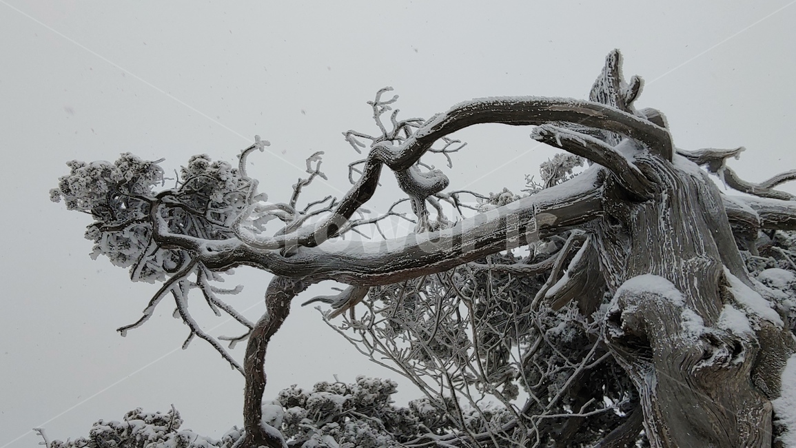 산,설경,풍경,겨울,나무,겨울,계절,winter,season,식물,자연,plants,nature,나무,trees,wood