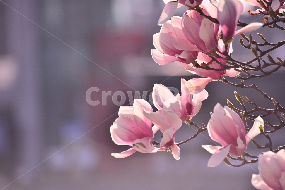 목련꽃,자목련,자주색꽃,봄꽃,봄배경,꽃,플라워,plant,식물,퍼플,나무꽃,진자주색,purple,동양적인,야외,접사,마크로,클로즈업,근접촬영,옥외,나뭇가지,꽃잎,식물,자연,plants,nature,꽃,flower