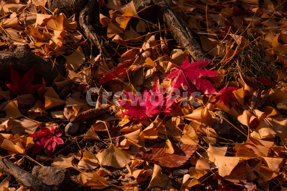 가을,배경,가을느낌,자연,자연풍경,가을배경,leaf,잎,plant,식물,tree,나무,가을,계절,fall,autumn,season,식물,자연,plants,nature