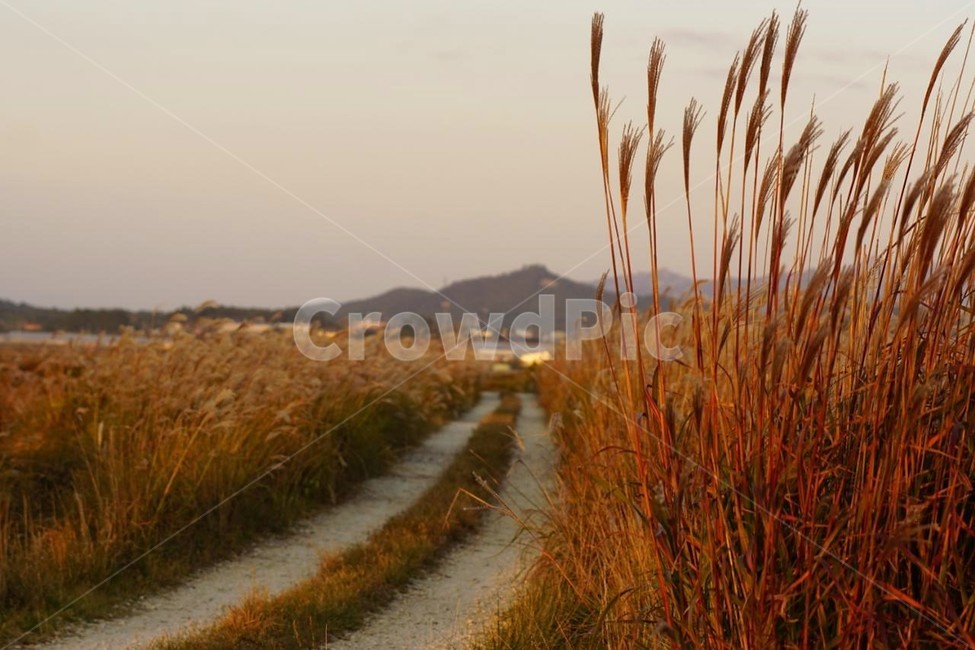 가을,억새,식물,자연,일몰,석양,감성,서정,fall,바람,풍경,nature,autumn,태양,계절,season,길,가을,계절,fall,autumn,season,자연,풍경,nature,landscape,grass,잔디,plant,ditch,도랑