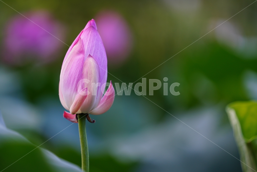 핑크,분홍,plant,식물,flower,꽃,blossom,생물,생명,식물,자연,plants,nature,꽃,flower