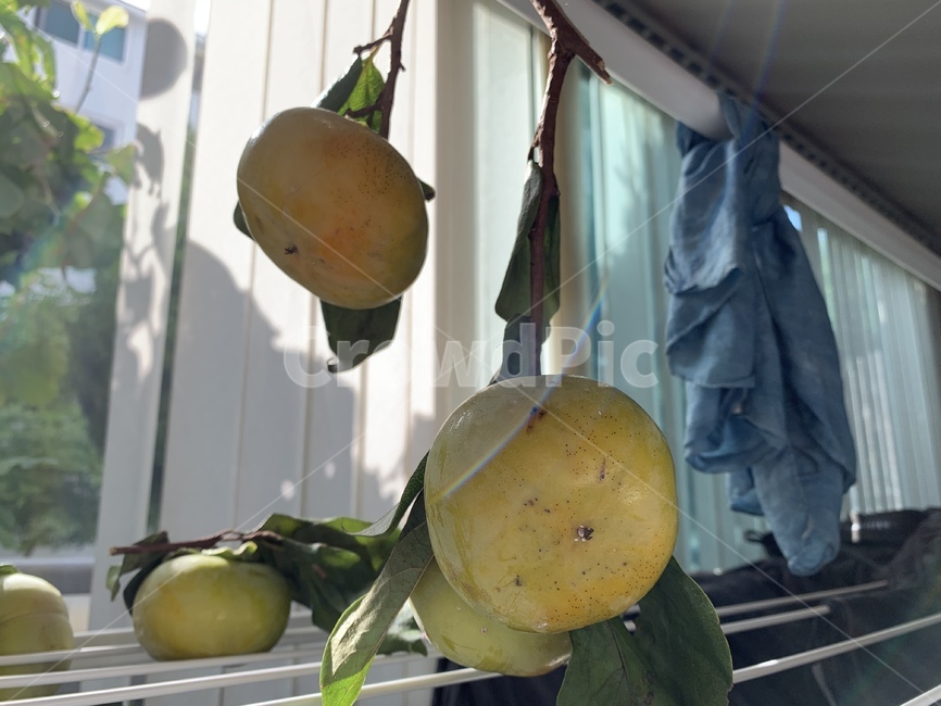 감,단감,가을,과일,제철과일,가을과일,fruit,과일,열매,fruit