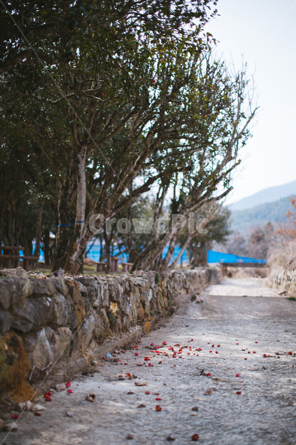 봄,동백,꽃,나무,식물,자연,풍경,빨간색,자연,풍경,nature,landscape,tree,plant