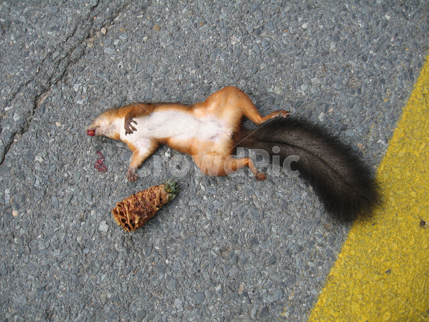 로드킬,도로,야생동물,사망,노상상해,이동통로,충돌,청설모,동물,animal,포유류,mammal