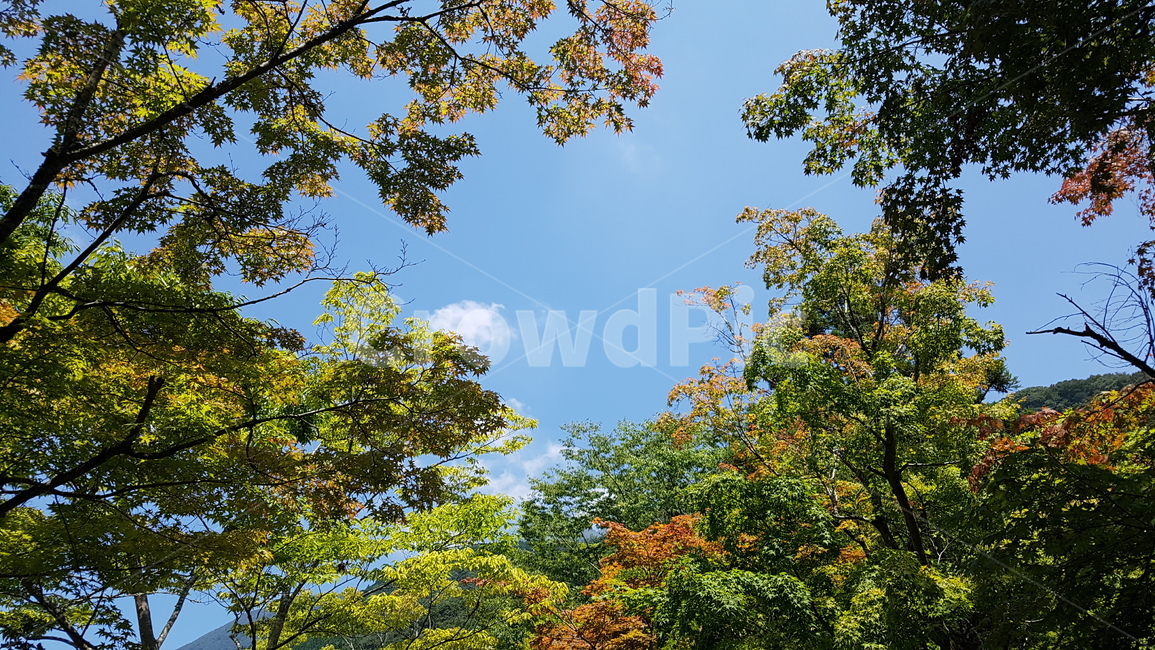 가을,단풍,나무,하늘,자연,nature,fall,tree,landscape,sky,가을,계절,fall,autumn,season,plant,식물,tree trunk,나무 줄기