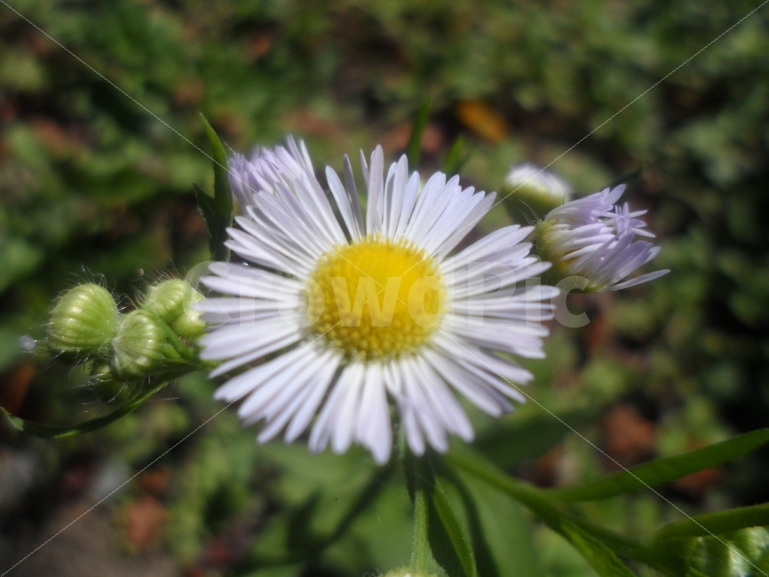 가을,국화,들국,추국,꽃,견딤,투쟁,식물,자연,plants,nature,꽃,flower