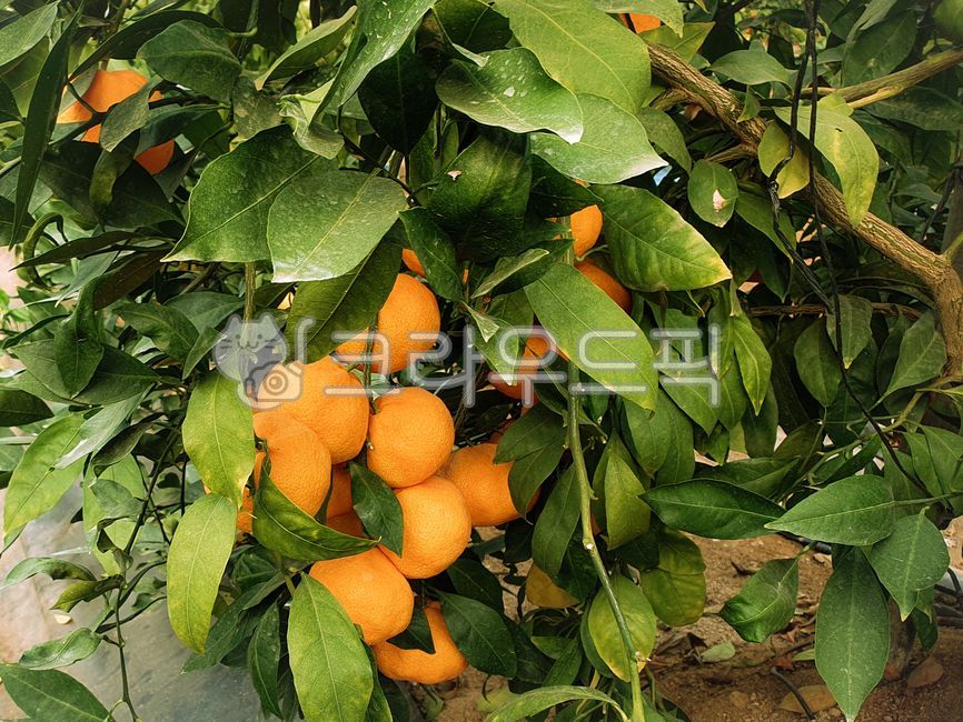 귤,귤나무,감귤,plant,식물,나무,열매,수확,오렌지,그린,제주,제주도,하우스귤,귤밭,겨울,간식,orange,green,tangerine,감귤류과일,citrusfruit