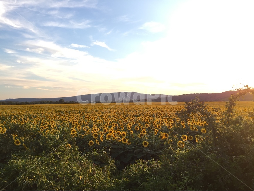 해바라기,노란색,여행사진,유럽,슬로바키아,여름,계절,summer,season,가을,fall,autumn,자연,풍경,nature,landscape,grassland,목초지,field,들,outdoors,옥외,rural,농촌,farm,농장,meadow
