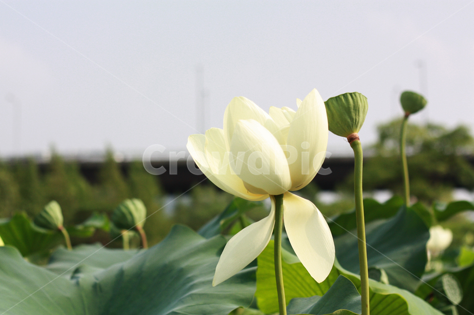 lotus,연꽃,가든,garden,theme,park,공원,봄,spring,summer,여름,야외,산책,green,초록,white,blossom,pondlily,연못백합,꽃,flower,lily,백합,식물,plant,자연,nature,불교,로터스