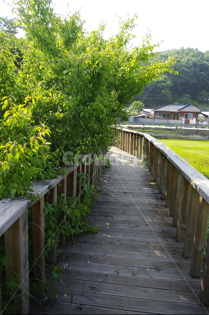 길,초록,잎,나무,식물,plant,자연,nature