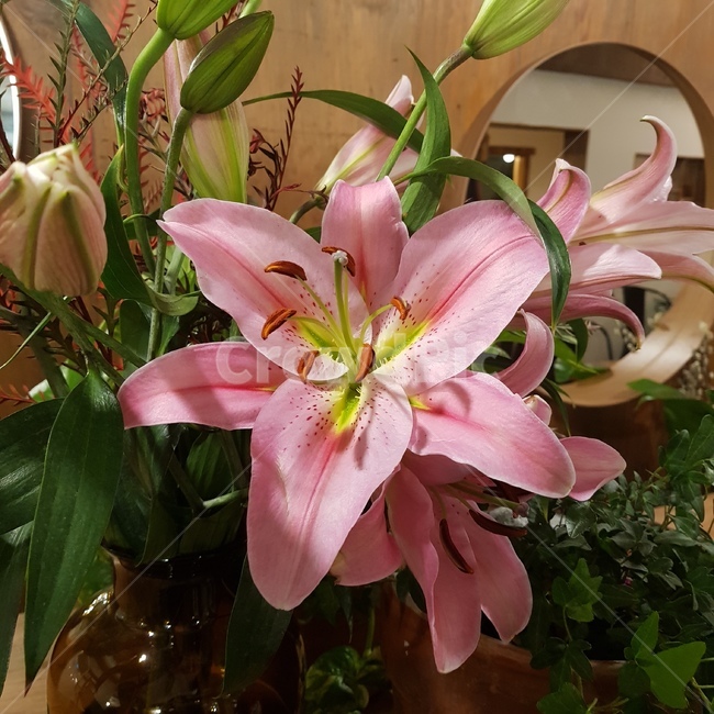 백합,자연,식물,꽃,꽃꽂이,식물,자연,plants,nature,꽃,flower