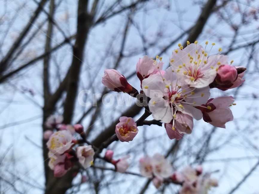 plant,식물,꽃,flower,blossom