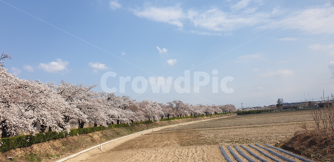 벗꽃,봄,사쿠라,나무,강릉,꽃나무,봄,계절,spring,season,plant,식물