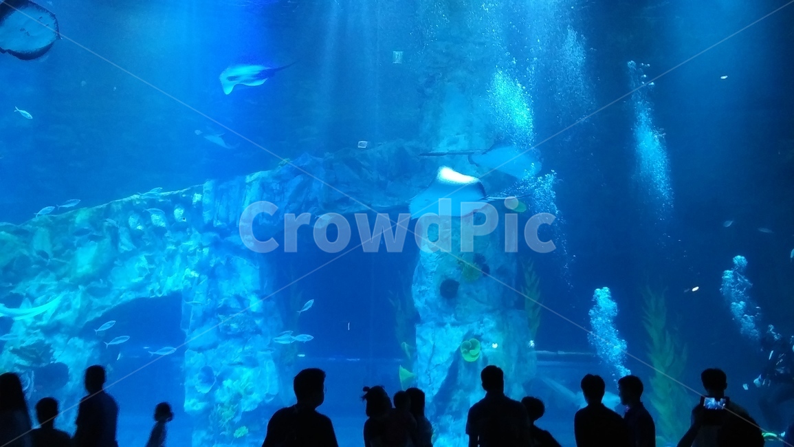 아쿠아리움,물고기,aquarium,수족관,롯데아쿠아리움,롯데타워