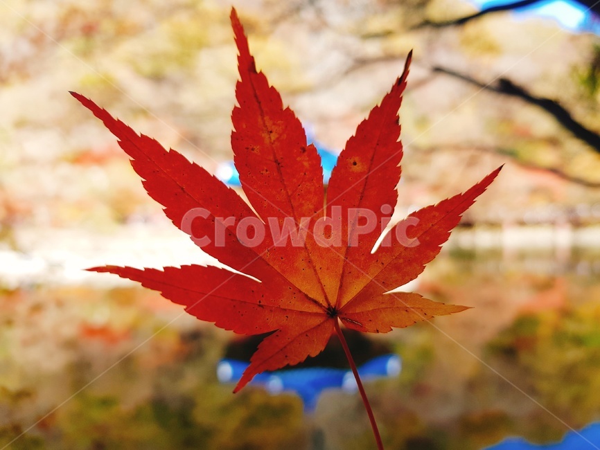 단풍잎,잎,식물,plant,leaf,가을,계절,fall,autumn,season,식물,자연,plants,nature
