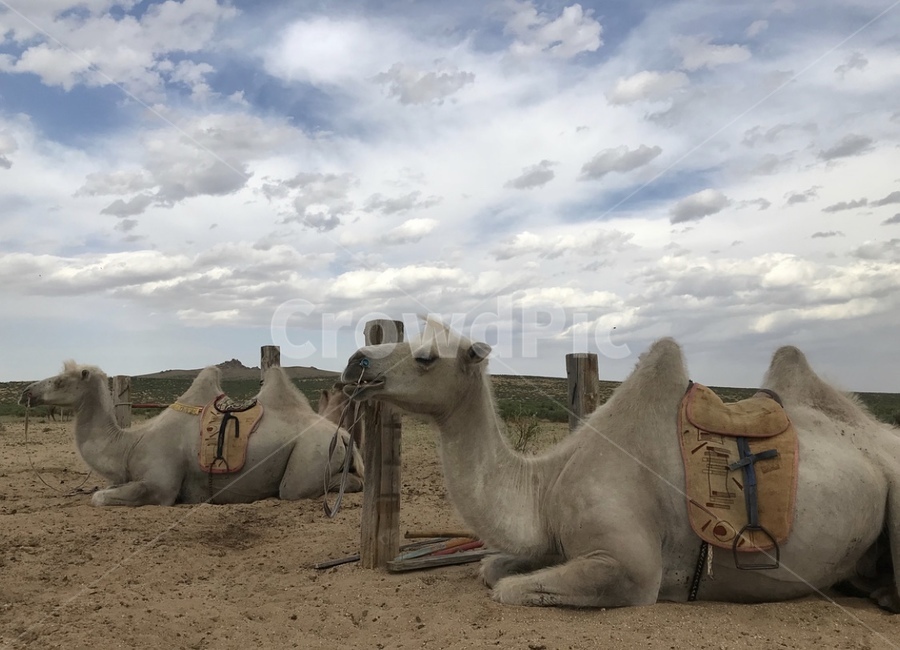 낙타,동물,초원,들,하늘,구름,camel,animal,cloud,sky,nature,자연,동물,animal