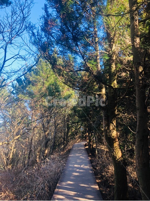 자연,산책,숲,나무,산책로,날씨,피톤치드