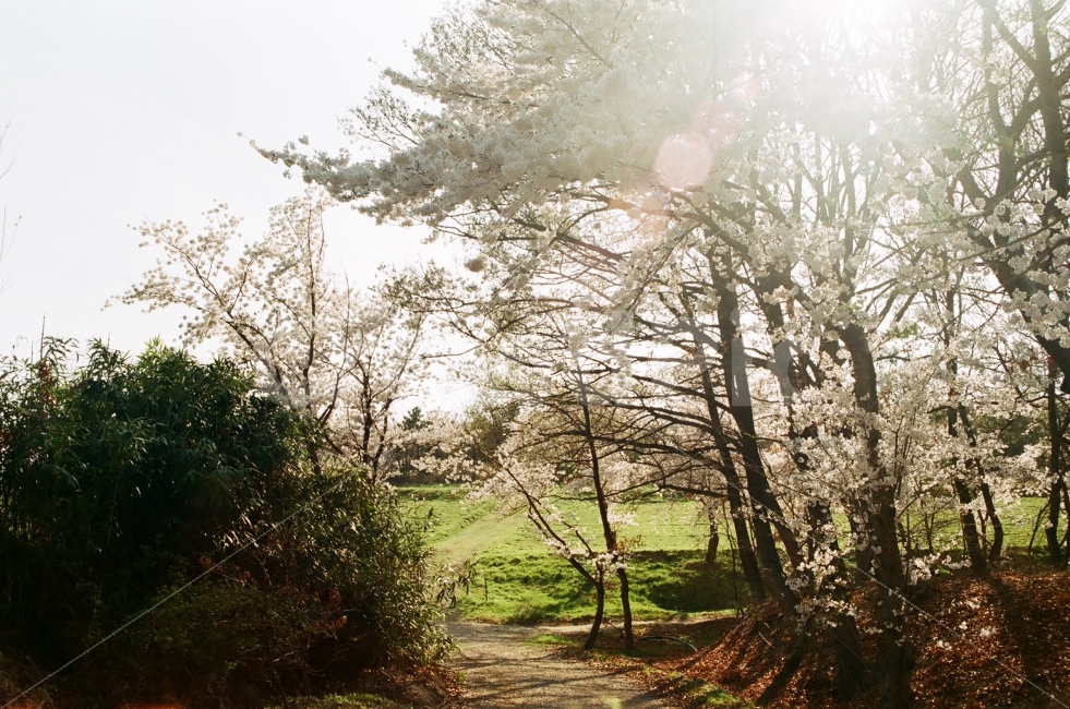 봄,벚꽃,자연,숲길,필름,봄,계절,spring,season,자연,풍경,nature,landscape,한국자연풍경,한국자연경관,korea nature landscape,식물,plants,나무,trees,wood,휴식,힐링,rest,relaxation,healing,tree,plant